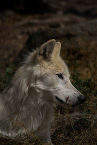 Close-up of a dog looking away