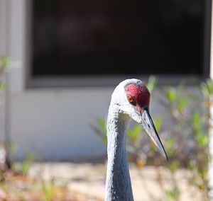 Close-up of bird on red outdoors