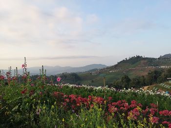 Scenic view of flowering plants on land against sky