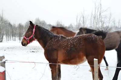 Portrait of horse standing on snow covered field