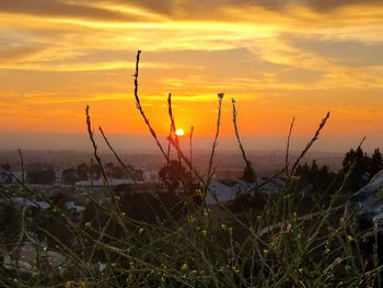 Close-up of silhouette plants on field against sky during sunset