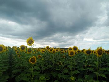 Sunflowers growing in field