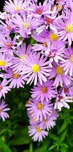 Close-up of purple flowering plants