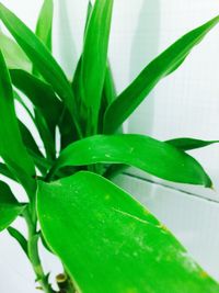 Close-up of leaves on plant