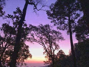 Low angle view of silhouette trees against sky during sunset