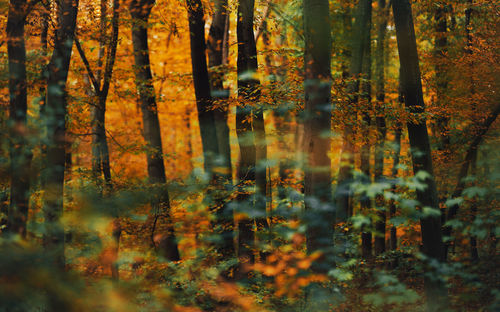 Trees in forest