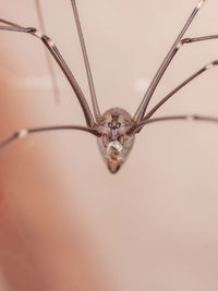 Close-up of spider