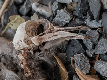 Full frame shot of dry leaves