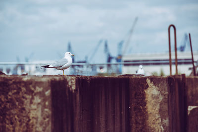 Seagull perching on wooden post