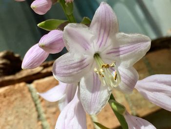 Close-up of flowers blooming outdoors