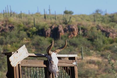 View of horse on wooden post on field