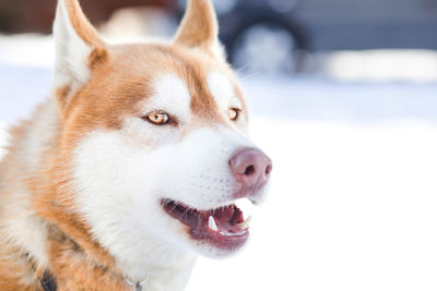 Close-up portrait of dog