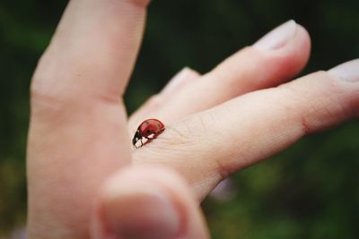 Close-up of ladybug on finger