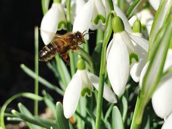 Close-up of insect on white flower