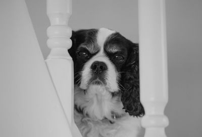 Portrait of white dog