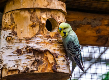 Close-up of parrot perching on tree trunk