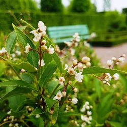 Close-up of flowers growing on tree