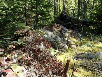 Plants and trees in forest
