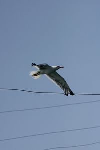 Low angle view of seagulls flying against clear sky