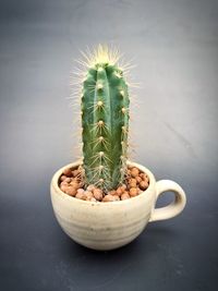 Close-up of potted cactus plant on table