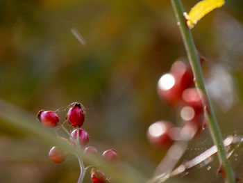 Close-up of red berries on plant