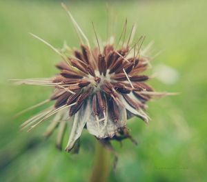 Close-up of wilted plant on field