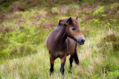 View of a horse on field exmoor national park 