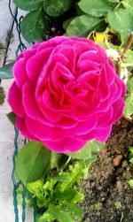 Close-up of pink rose