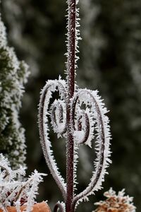 Close-up of snow on plant during winter