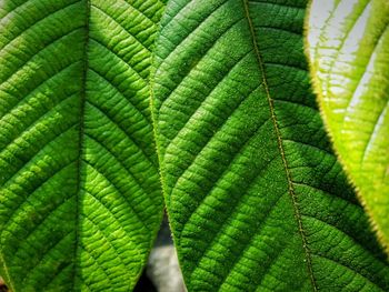 Close-up of leaves