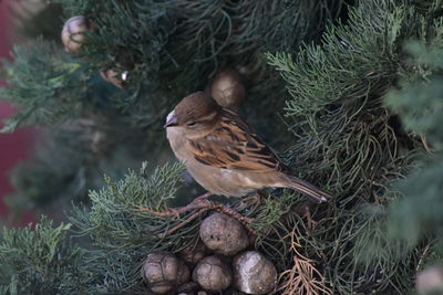 Close-up of bird perching on pine tree