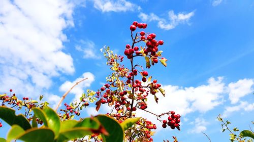 Low angle view of red berries on tree against sky