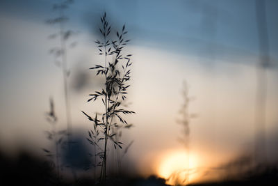 Close-up of plant against sky at sunset