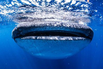 Shark swimming in sea