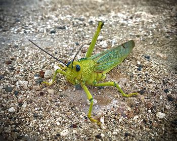 Close-up of grasshopper on a land