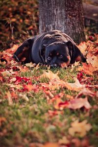 Portrait of dog relaxing on field during autumn