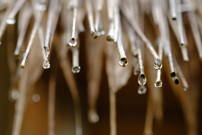 Close-up of water drops on rainy season