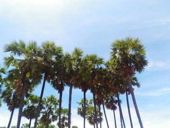 Low angle view of palm trees against blue sky