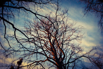 Low angle view of silhouette bare tree against sky