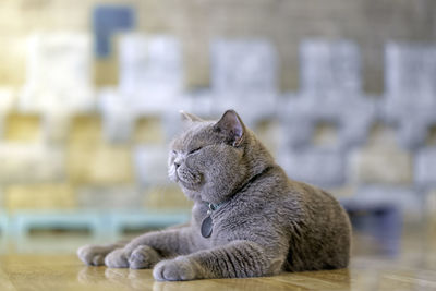 Close-up of a cat looking away