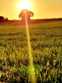 Scenic view of agricultural field against sky during sunset