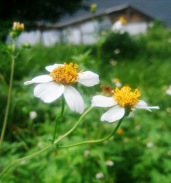 Close-up of yellow flowers blooming outdoors