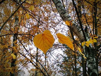 Low angle view of trees