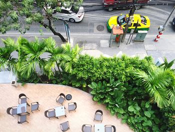 Plants growing on wall