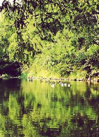 View of birds in lake