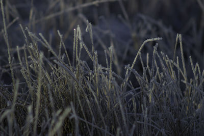 Close-up of crops on field