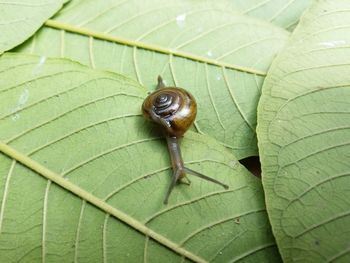 Close-up of snail on green leaves