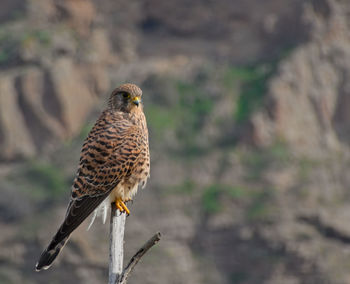 Close-up of a bird