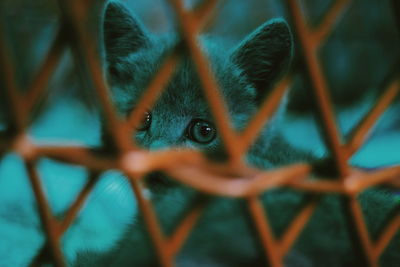 Portrait of kitten seen through fence