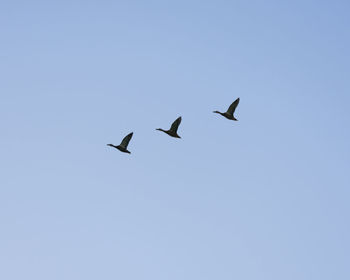Low angle view of birds flying against clear blue sky